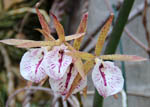 Brassocattleya binosa