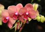 Phalaenopsis