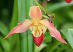Phragmipedium longifolium