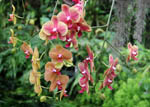 Phalaenopsis