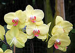 Phalaenopsis