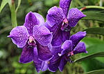 Vanda