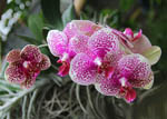 Phalaenopsis buyssoniana