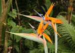 Strelitzia reginae