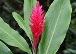 Alpinia purpurata