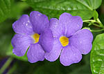 Thunbergia battiscombei