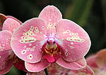 Phalaenopsis