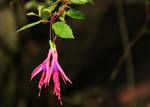 Fuchsia magellanica