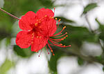 Hibiscus grandidieri