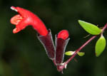 Agalmyla