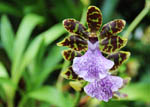 Zygopetalum mackay