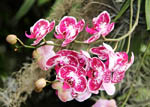 Phalaenopsis