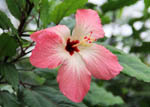 Hibiscus