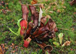 Nepenthes