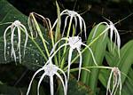 Hymenocallis littoralis