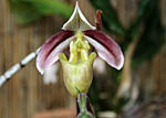 Paphiopedilum papuanum