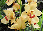 Cymbidium