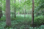 Lucembursko, Nmecko