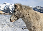 Ein Pferd, Dachstein im Hintergrund