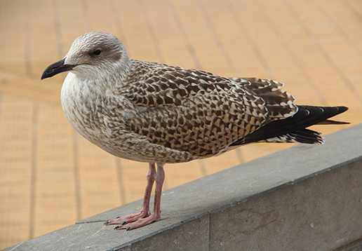 Ostende